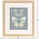 Butterfly Beauties Blue and Green and Brown and Multi Framed Art, Propac