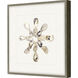 Oyster Shell / Shell Series Beige and Neutral Framed Art