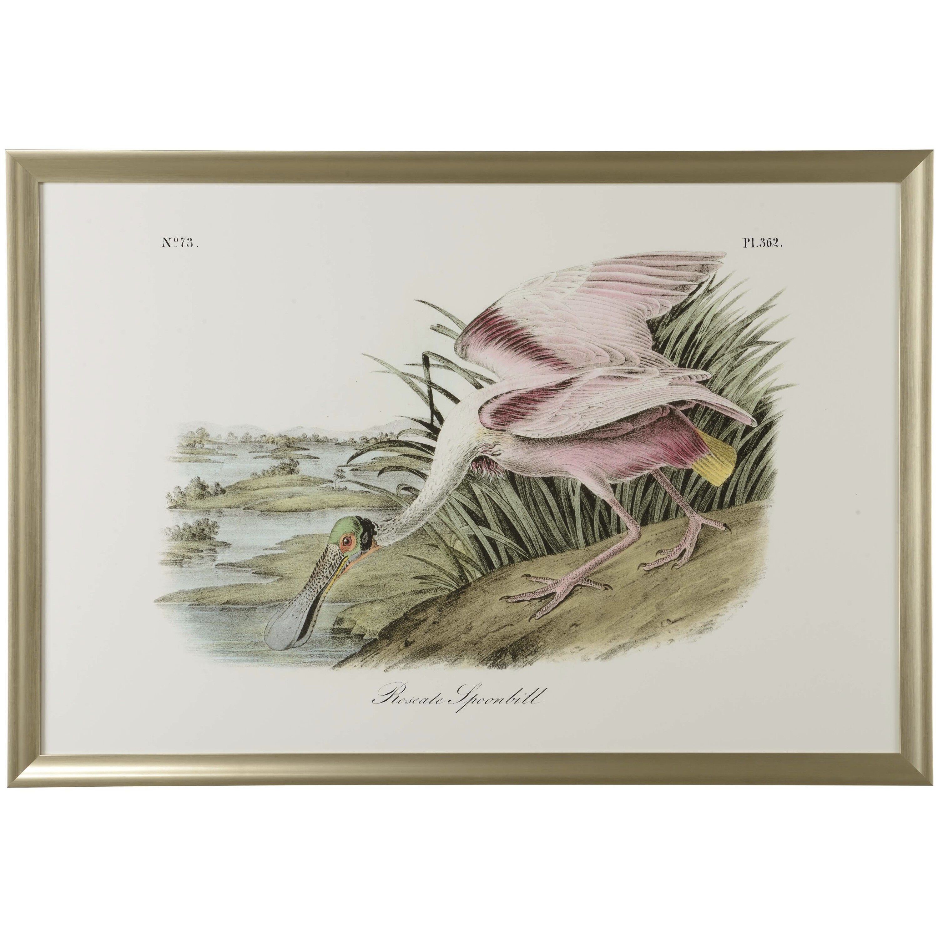 Roseate Spoonbill 51 X 35 inch Print