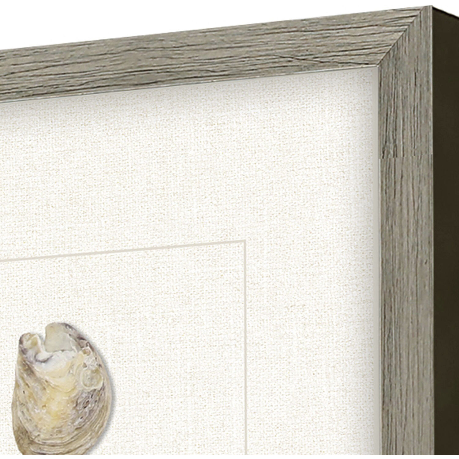 Oyster Shell Shell Series Beige and Neutral Framed Art