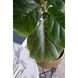 Potted Fiddle Leaf Tree Napoleon Bronze with Distressed Gold Leaf Faux Fiddle Leaf Tree
