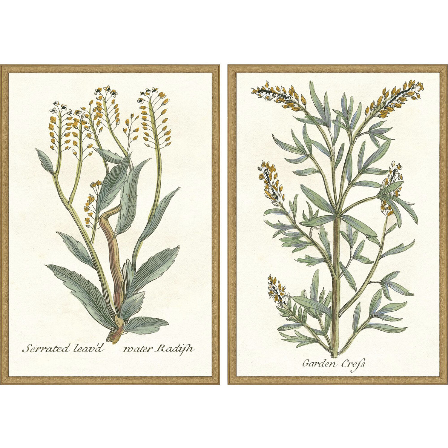 Botanical Plants Green and Multi and Neutral and Yellow Framed Art