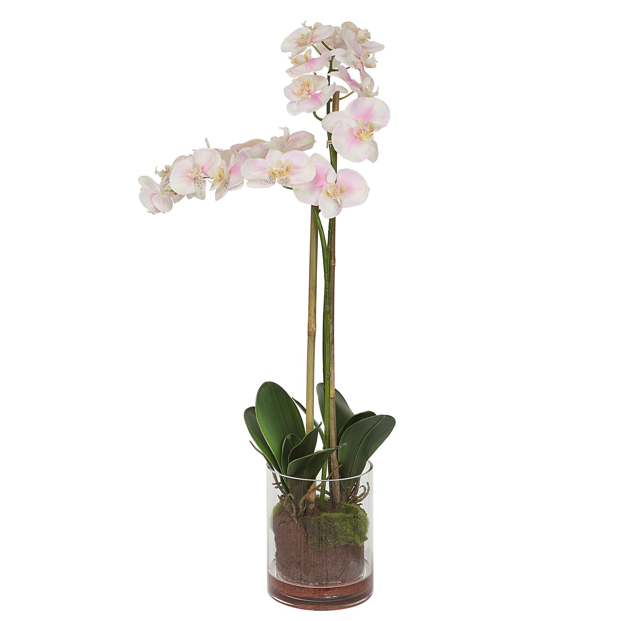 Blush Light Pink and White Orchid