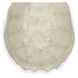 Turtle Shell Ivory Objet