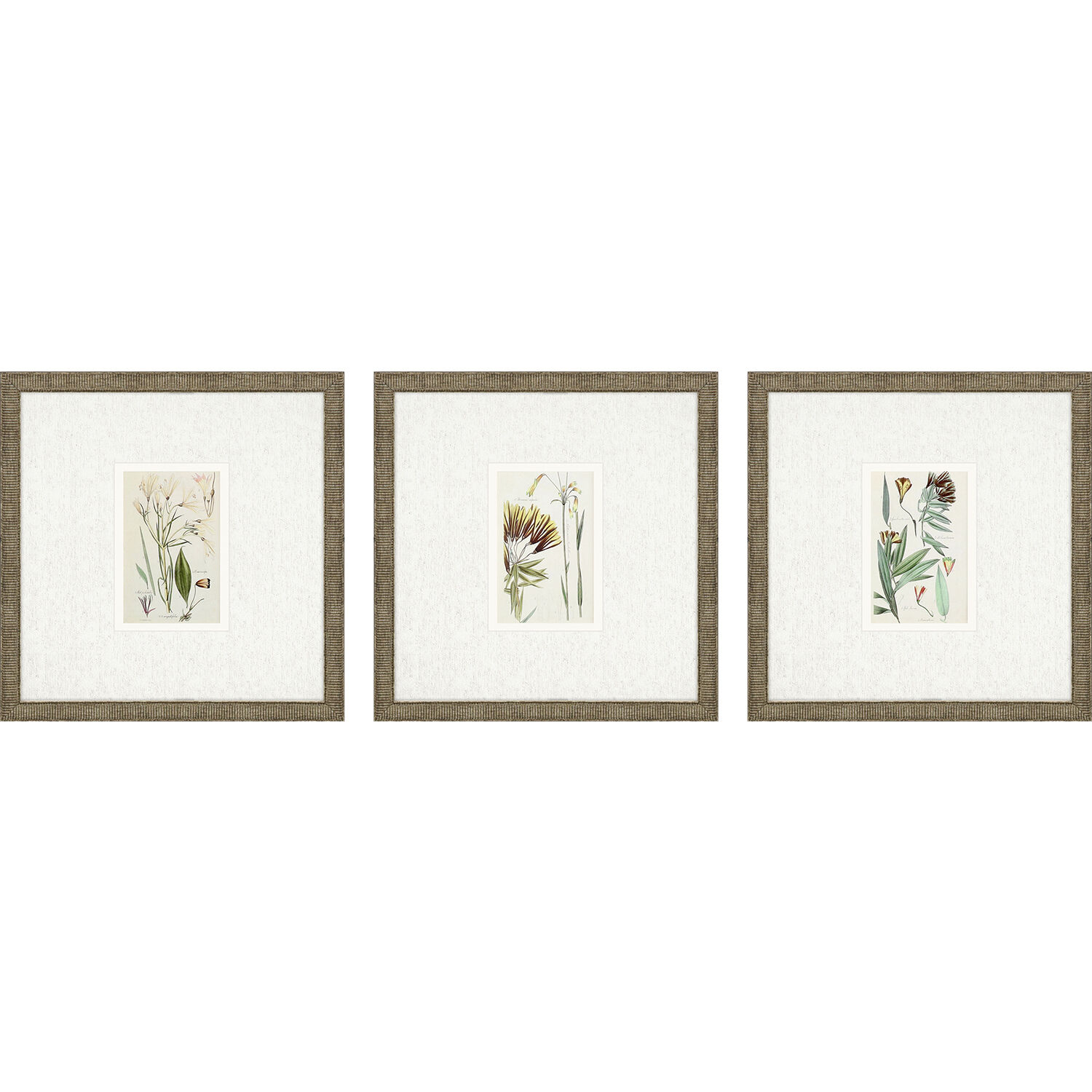 Antique Botanical Green and Beige and Multi and Neutral Framed Art