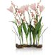 First Blooms Botanical, Fresh Water Look