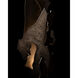 Fracture 64.2 inch 60.00 watt Dark Smoke Floor Lamp Portable Light