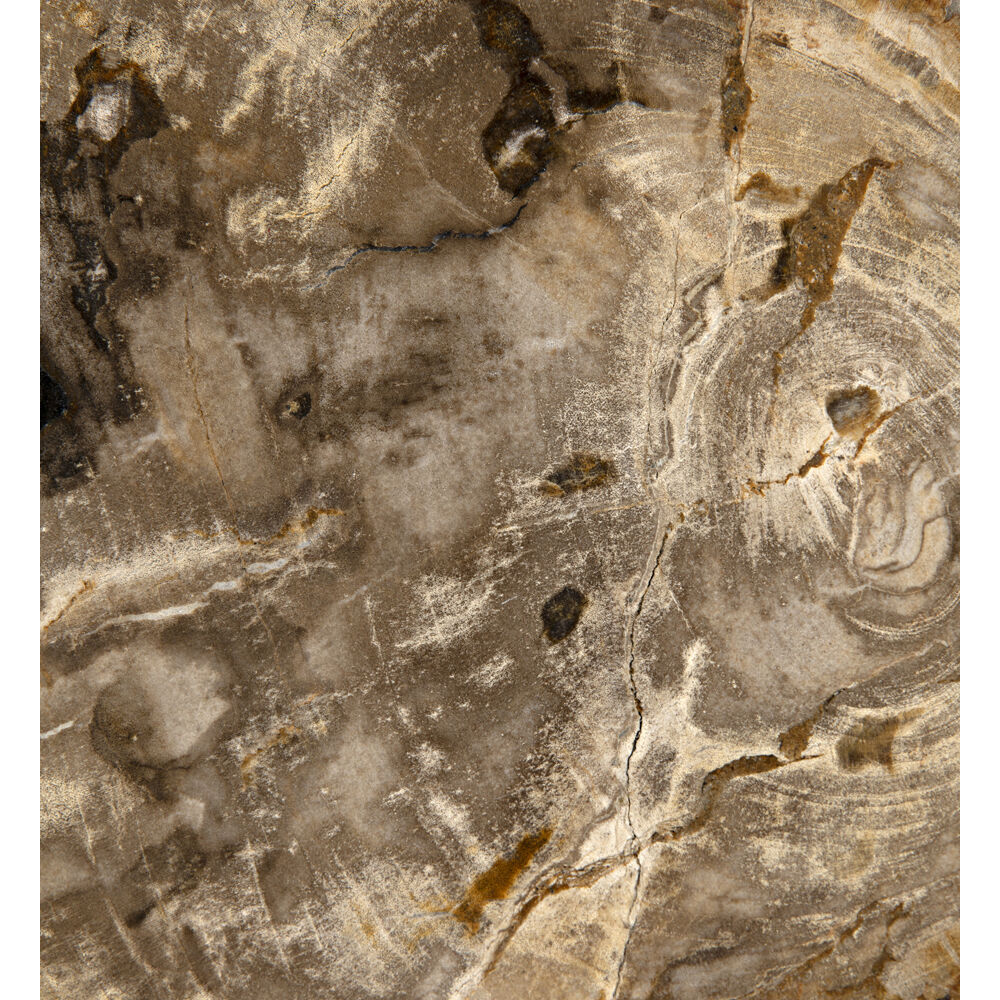 Wood Fossil Matte Black Decorative Object