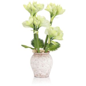Tropical Amaryllis Botanical/Floral