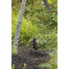 Hardy Island Lumacore 12v 50.00 watt Textured Brown Landscape Spot Light in Textured Black