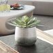 Dudleya Green and Aged White and Blue Grey Ombre Outdoor Succulent