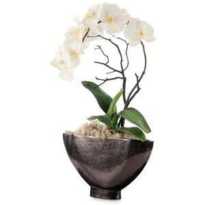 Dawn Phalaenopsis Floral