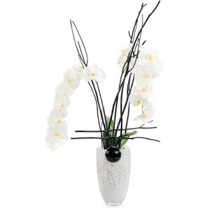 Midnight Phals Floral