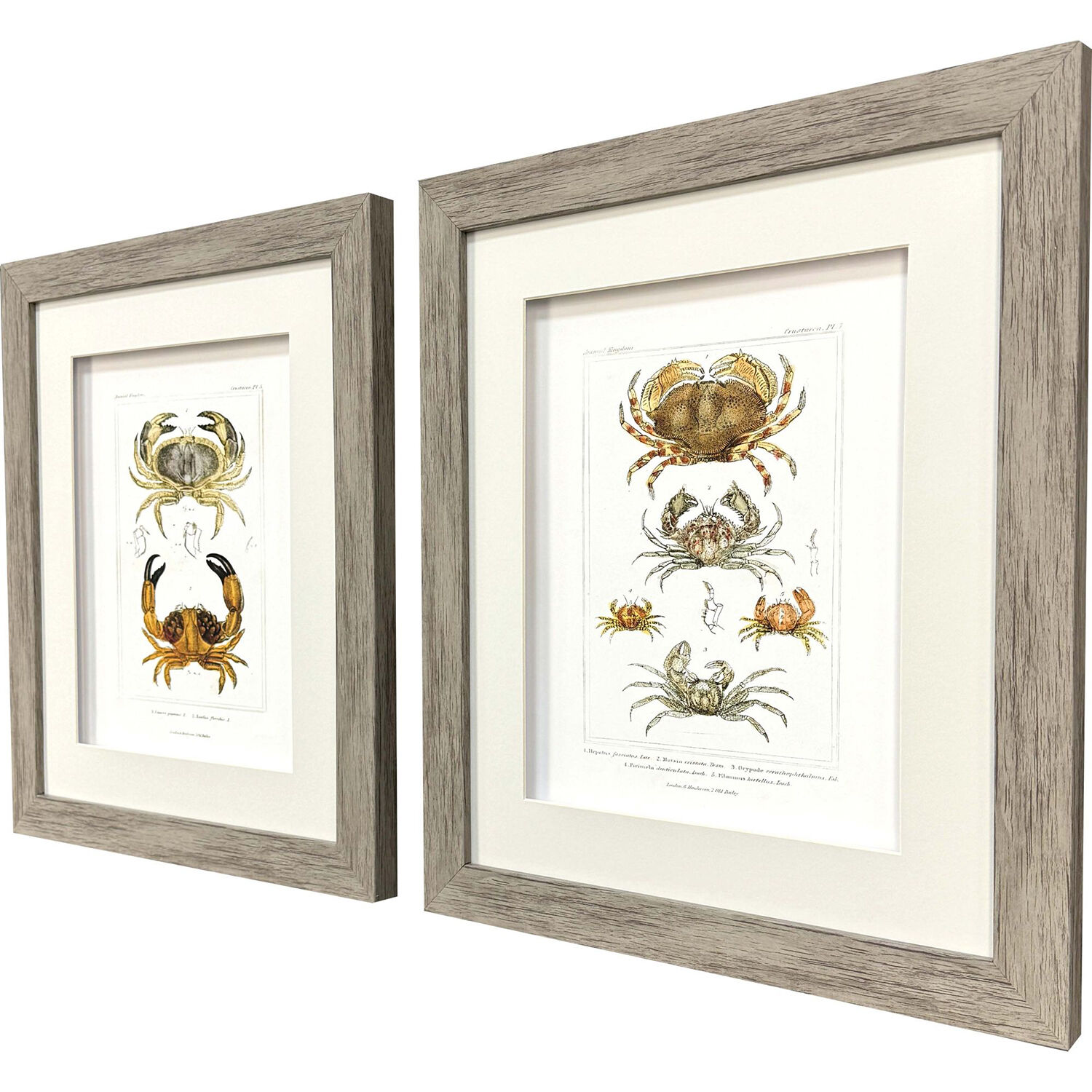 Antique Crab Brown and Neutral and Beige Framed Art, Propac