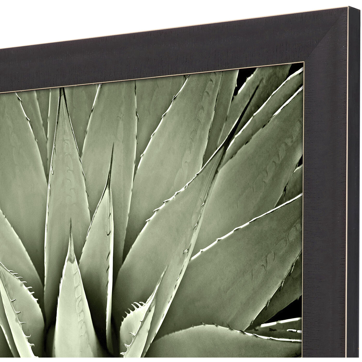 Green Succulent Green and Black and Neutral Framed Art