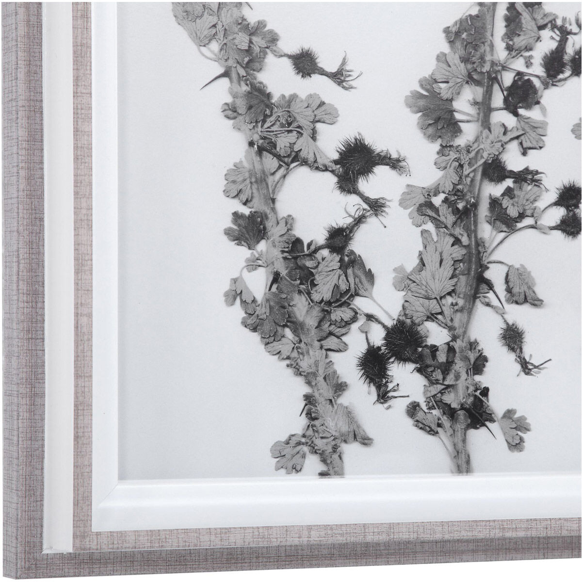 Contemporary Botanicals 22 X 16 inch Framed Prints, Set of 12