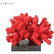 A-Fire Island Red with Black Decorative Object