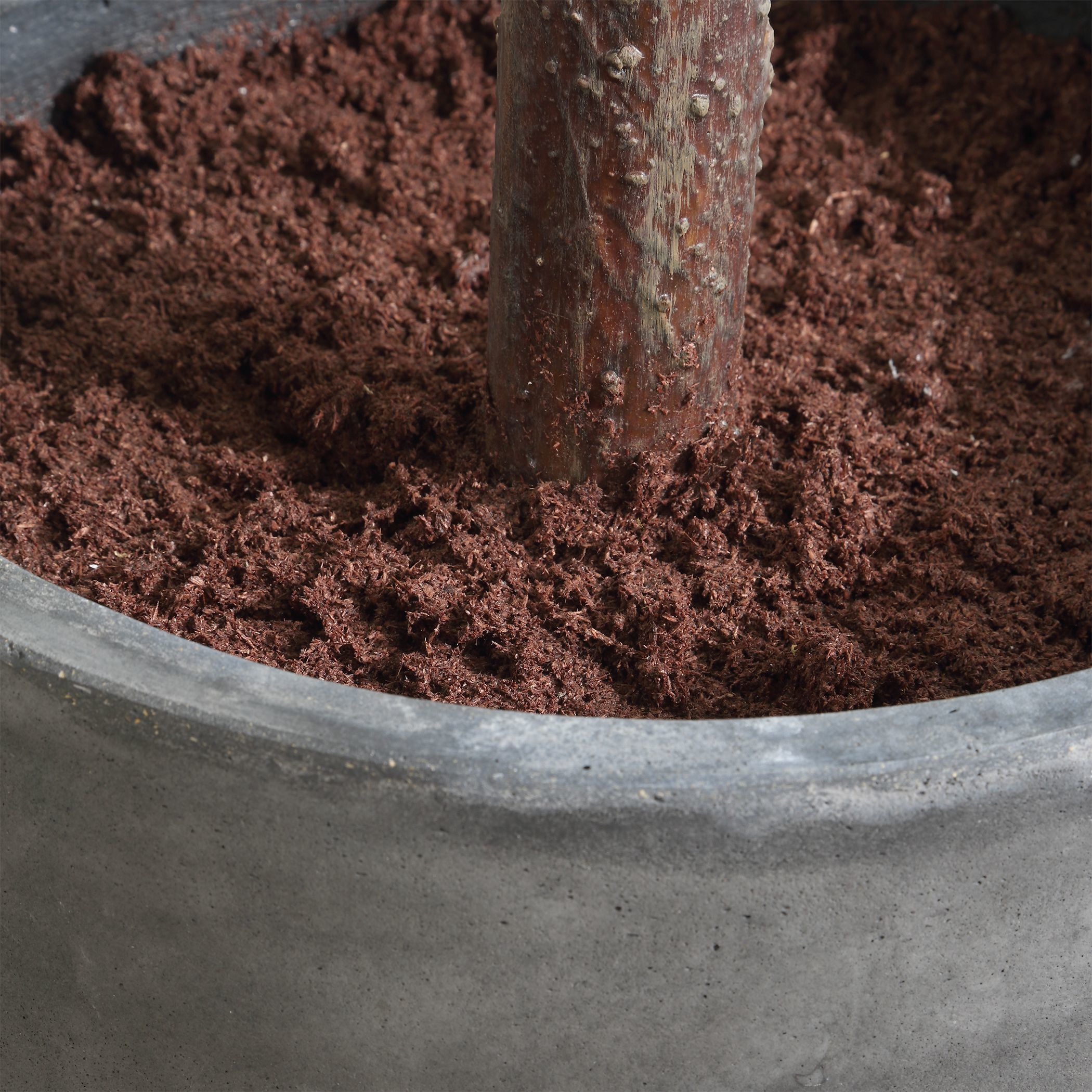 Eden Green and Black Potted Fig Tree