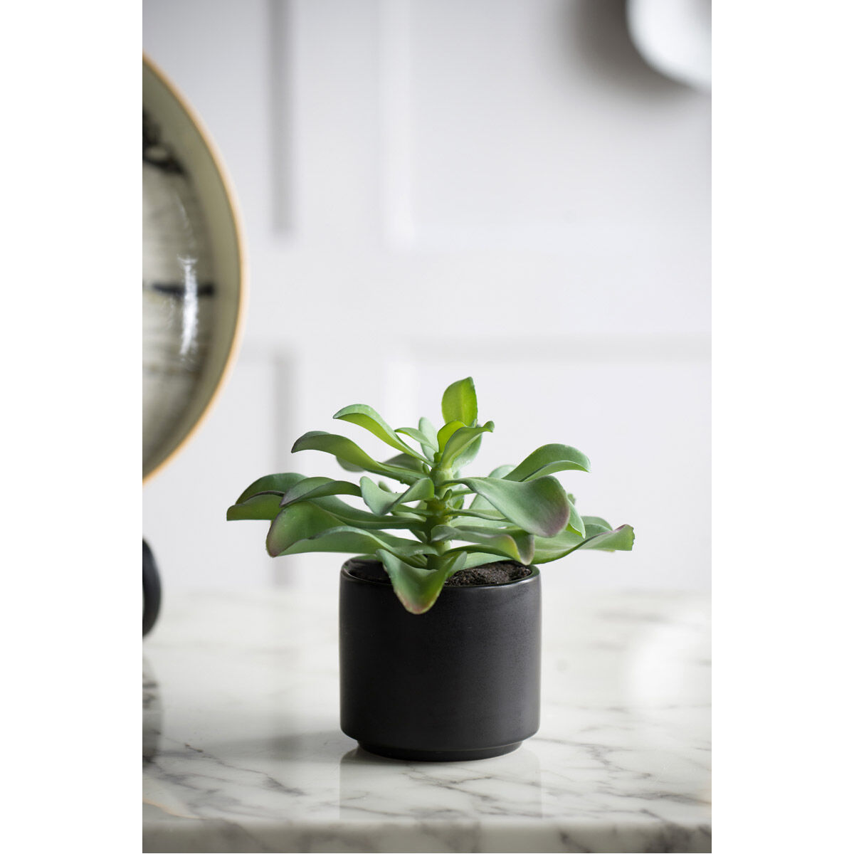 Potted Dudelya Succulent Green Floral Décor