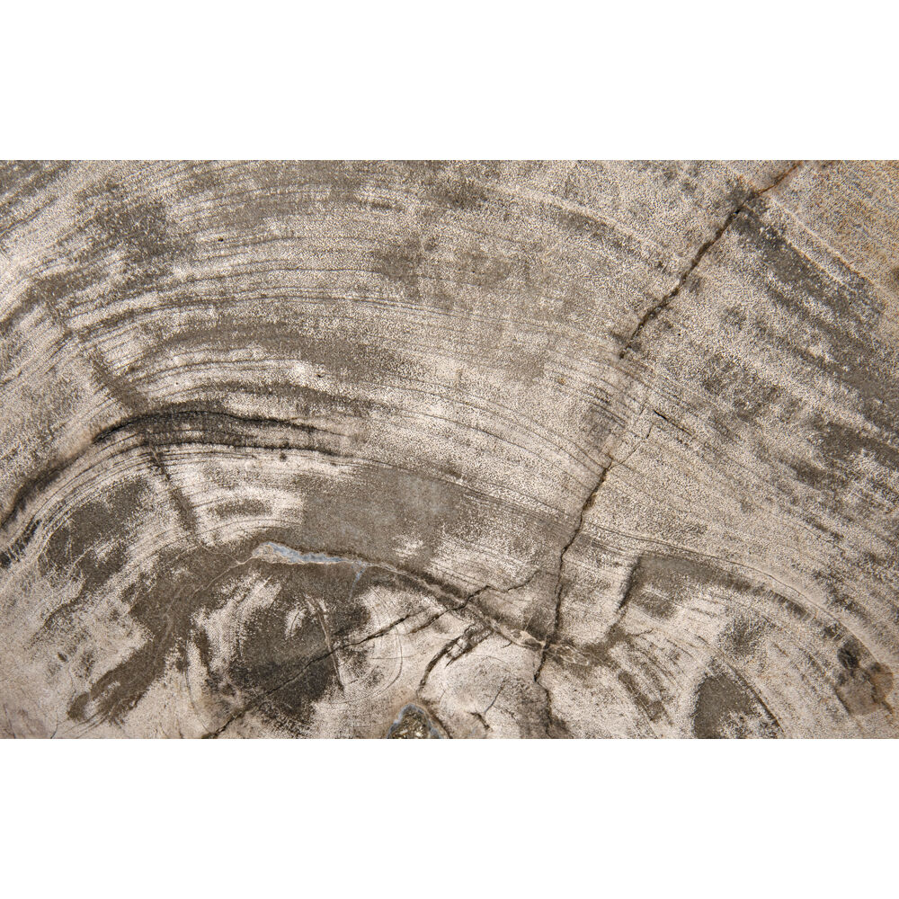 Wood Fossil Matte Black Statue