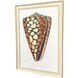 Conch Study Orange and Beige and Blue and Multi Framed Art