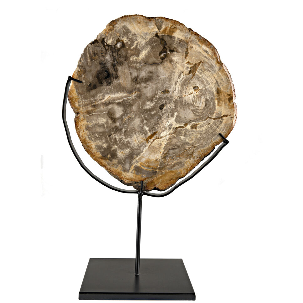 Wood Fossil Matte Black Decorative Object