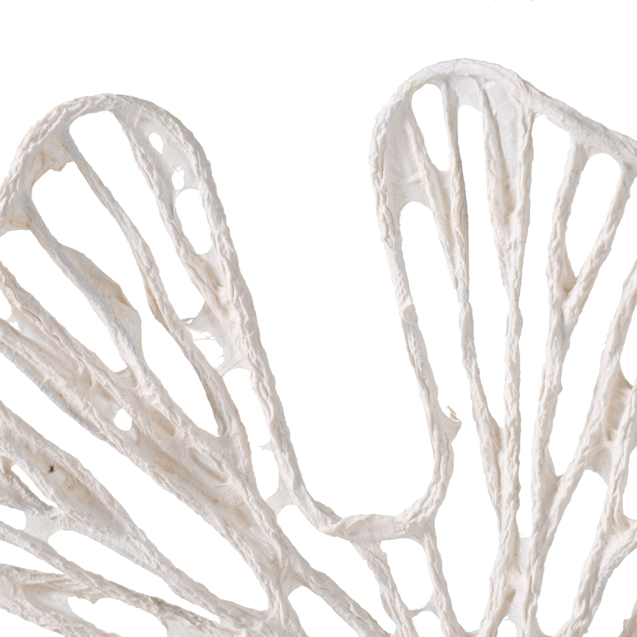 Leaf Patterned White Wall DTcor, Botanical