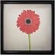 Gerber Daisy Red with Beige and Black Framed Wall Art