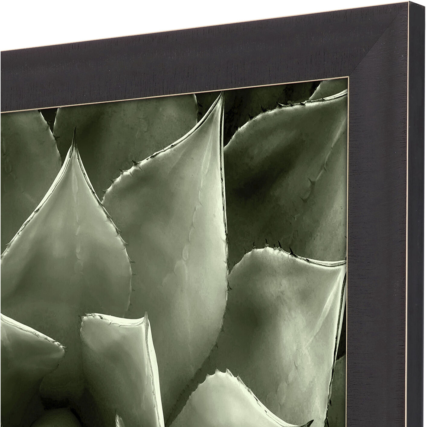 Green Succulent Green and Black and Neutral Framed Art