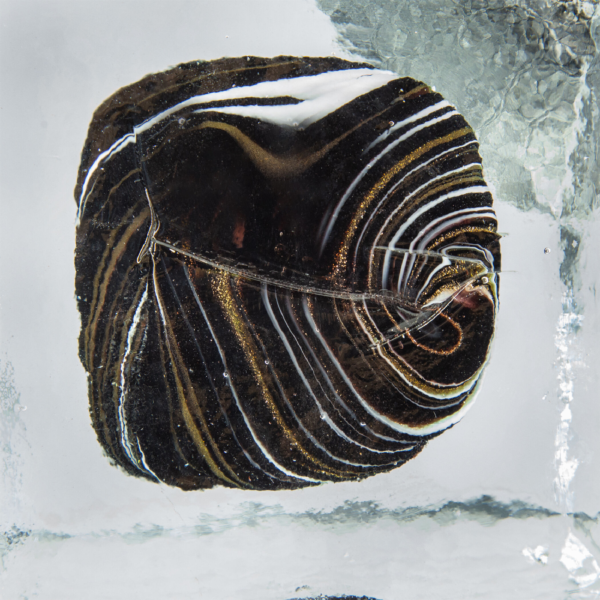 Lourdes Brown/Clear/Black Glass Cubes