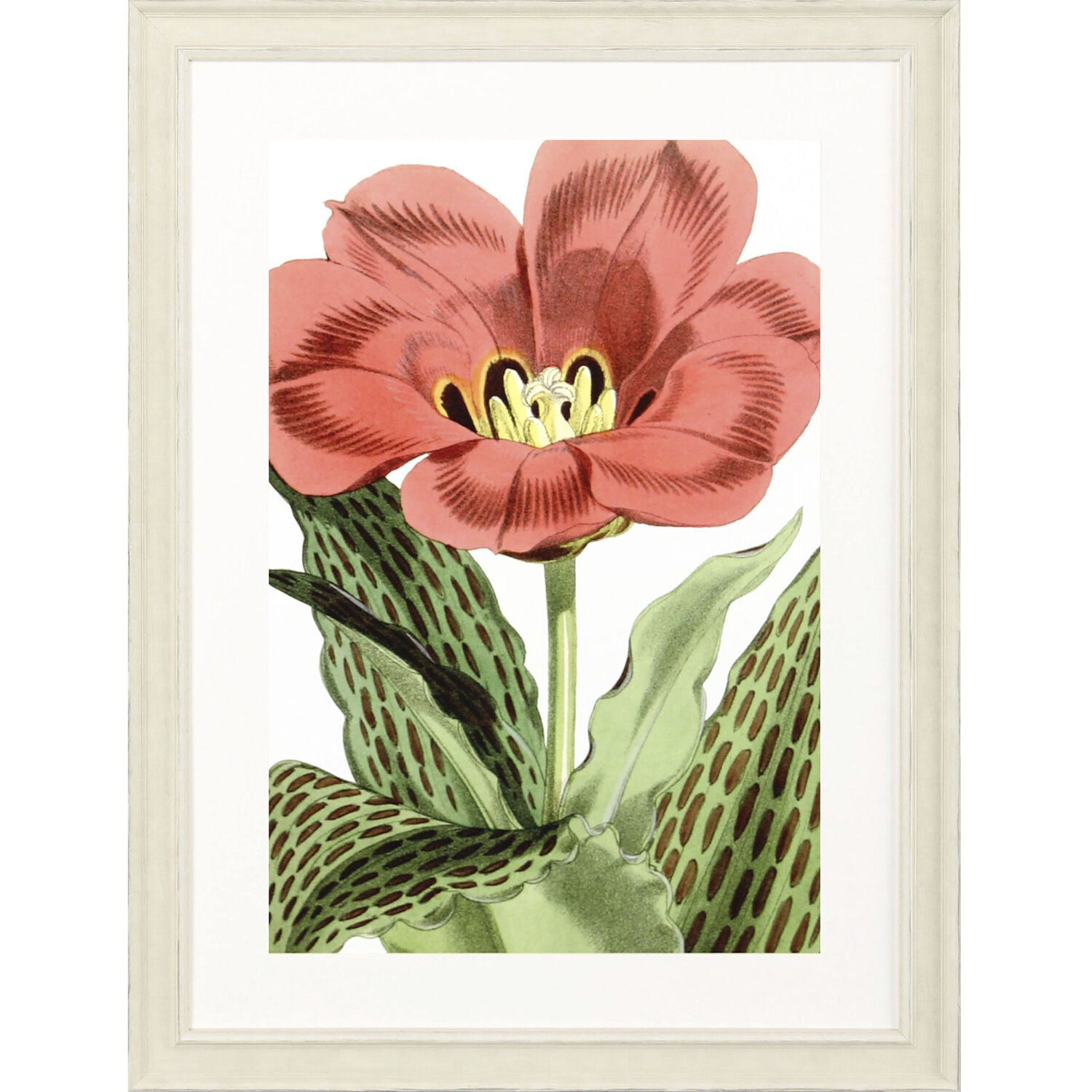 Osteospermum Paeonia Officinalis Tulipa Greigii Tulipa Undulatifolia Red and Brown and Green and Yellow Framed Art