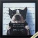 Animals Collection 11 X 11 inch Non-Glass Framed Art
