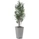 Sonora Olive Textured Gray Concrete and Green Tree In Planter