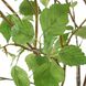 Nigra Green Birch in Vase Centerpiece