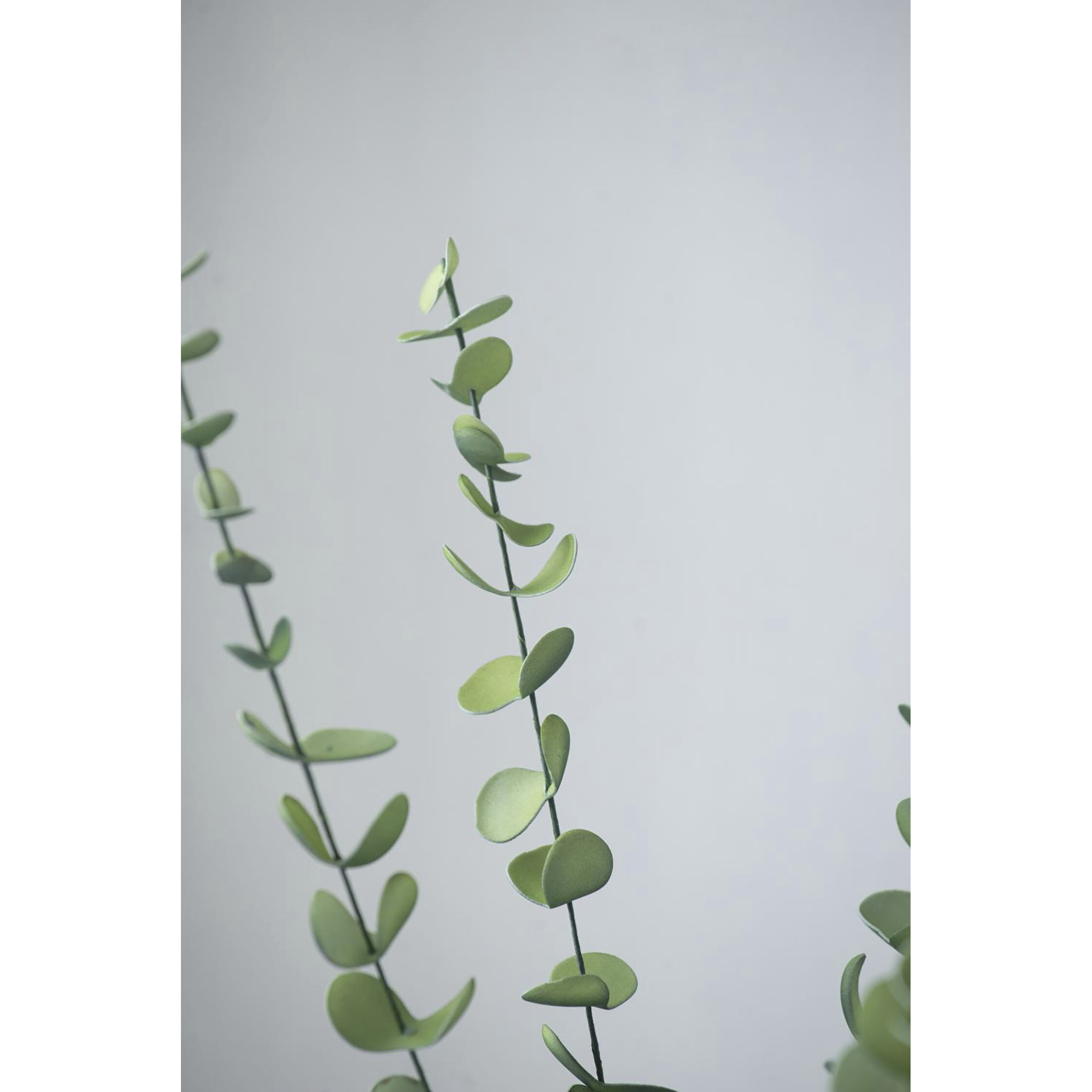 Eucalyptus Stem Green Botanical