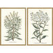 Botanical Plants Green and Multi and Neutral and Yellow Framed Art