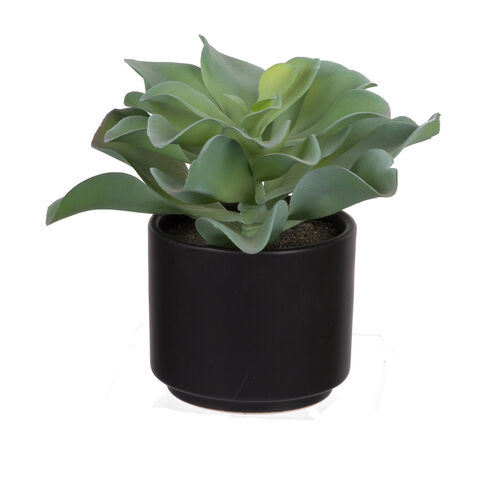 Potted Dudelya Succulent Green Floral Décor