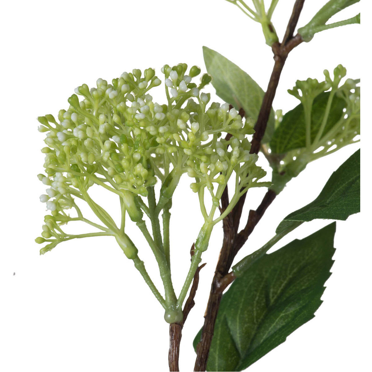 Fruit Spray White Green Flowers