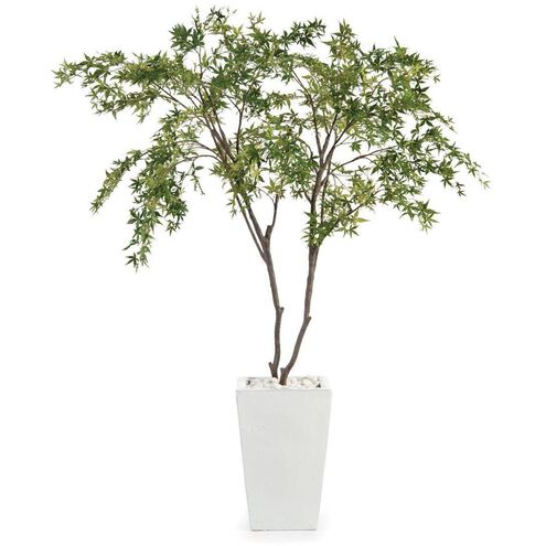 Maples White Botanical, Trees