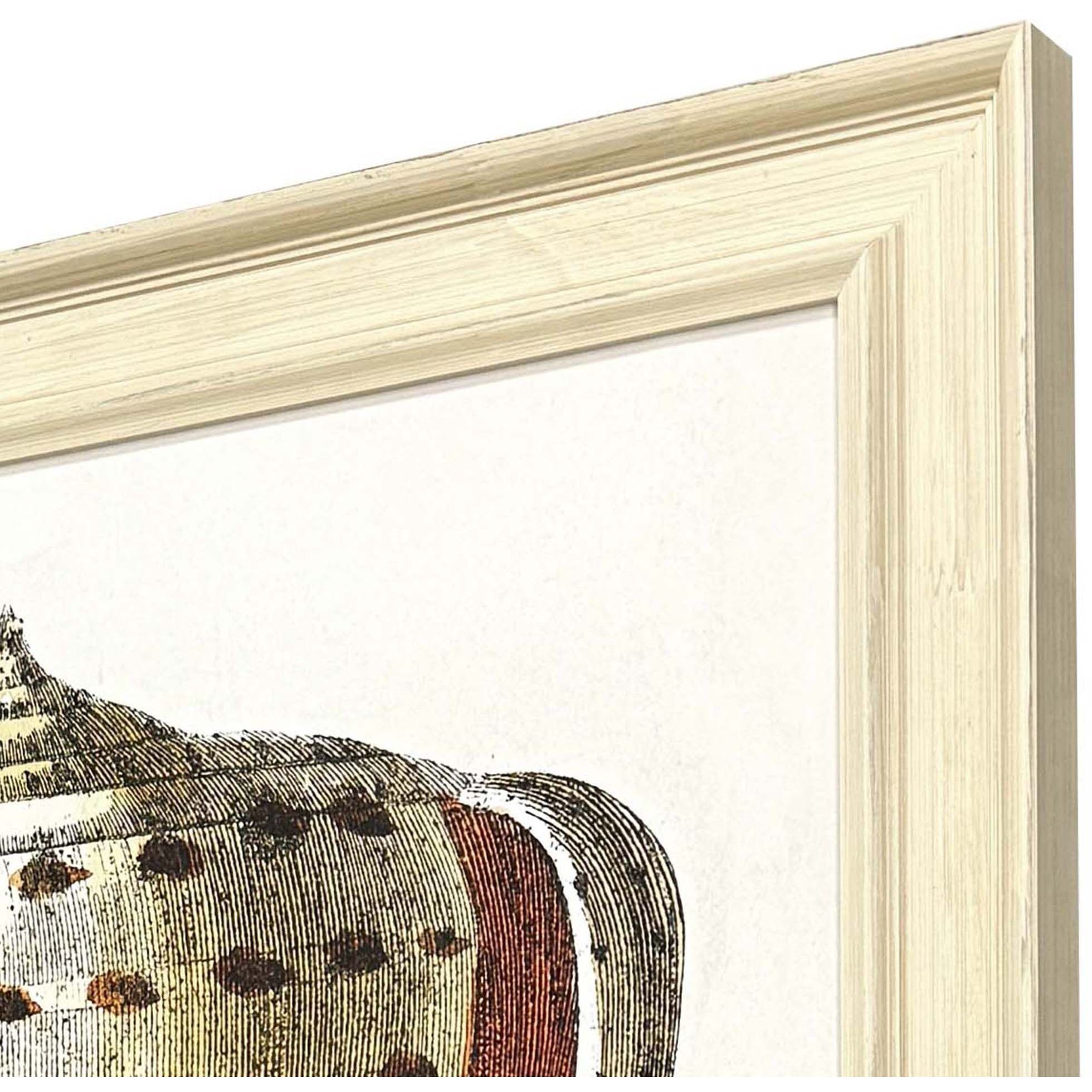 Conch Study Orange and Beige and Blue and Multi Framed Art