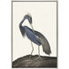 Great Heron Blue and Brown and Multi Canvas