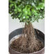 Boxwood Green Faux Plant