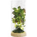 Luna Green and Clear with Natural Terrarium