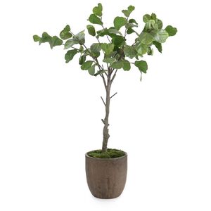Fiddle Leaf Fig Botanical, Trees