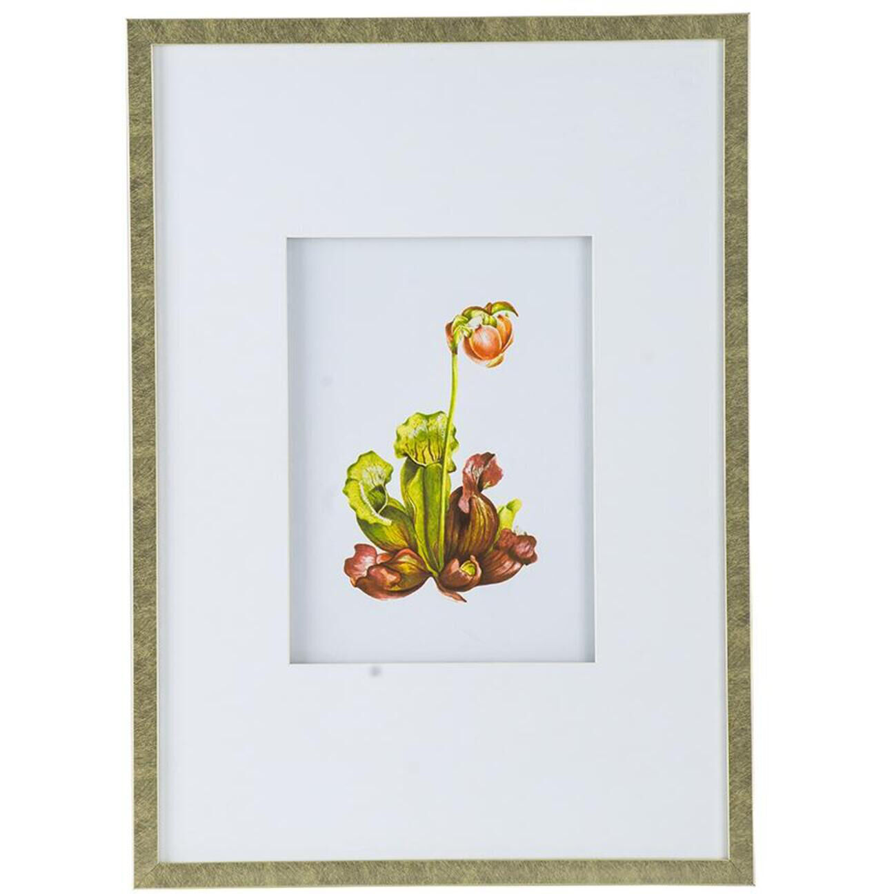Botanical Multi Color Wall Art, Set of 4