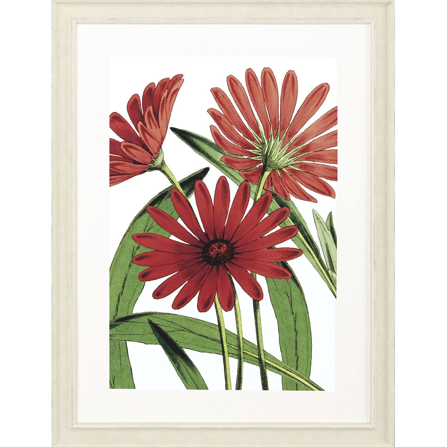 Osteospermum Paeonia Officinalis Tulipa Greigii Tulipa Undulatifolia Red and Brown and Green and Yellow Framed Art