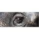 Elephant Study Black with White Wall Art