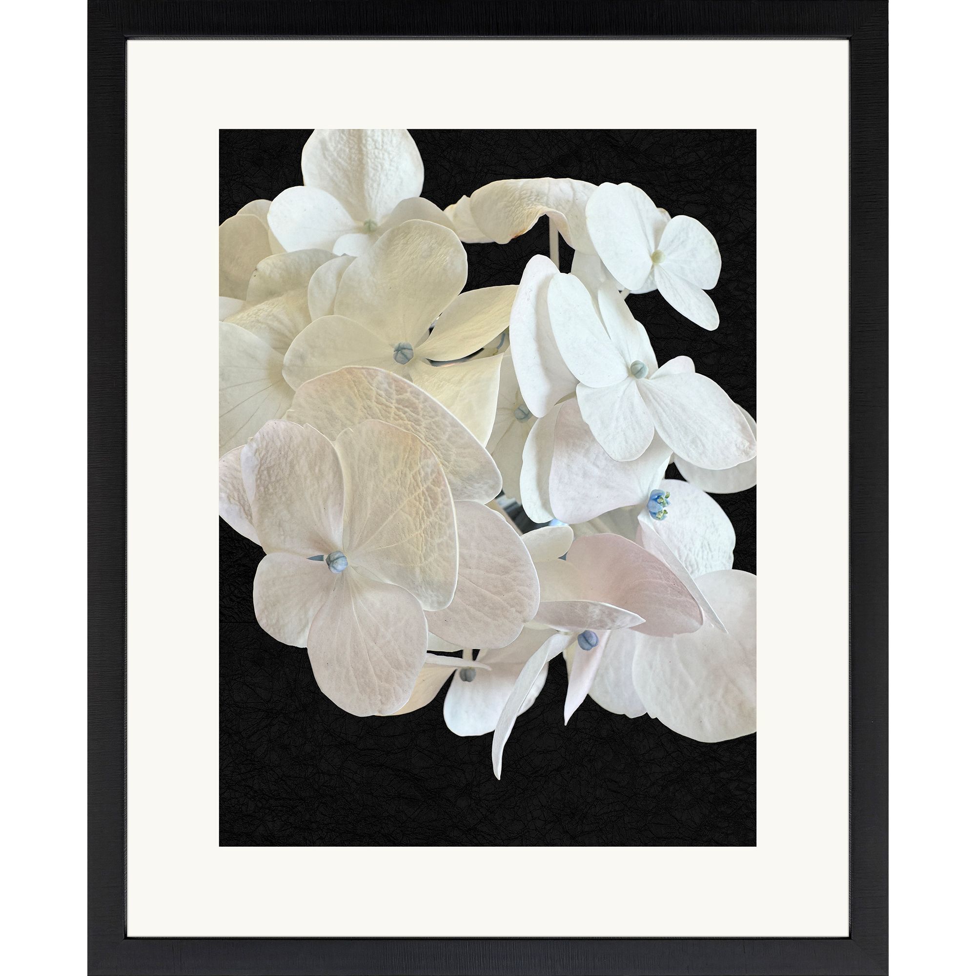 Modern Hydrangea White and Beige and Black and Neutral Framed Art