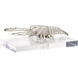 Wildwood Brushed Nickel/Clear Decorative Object