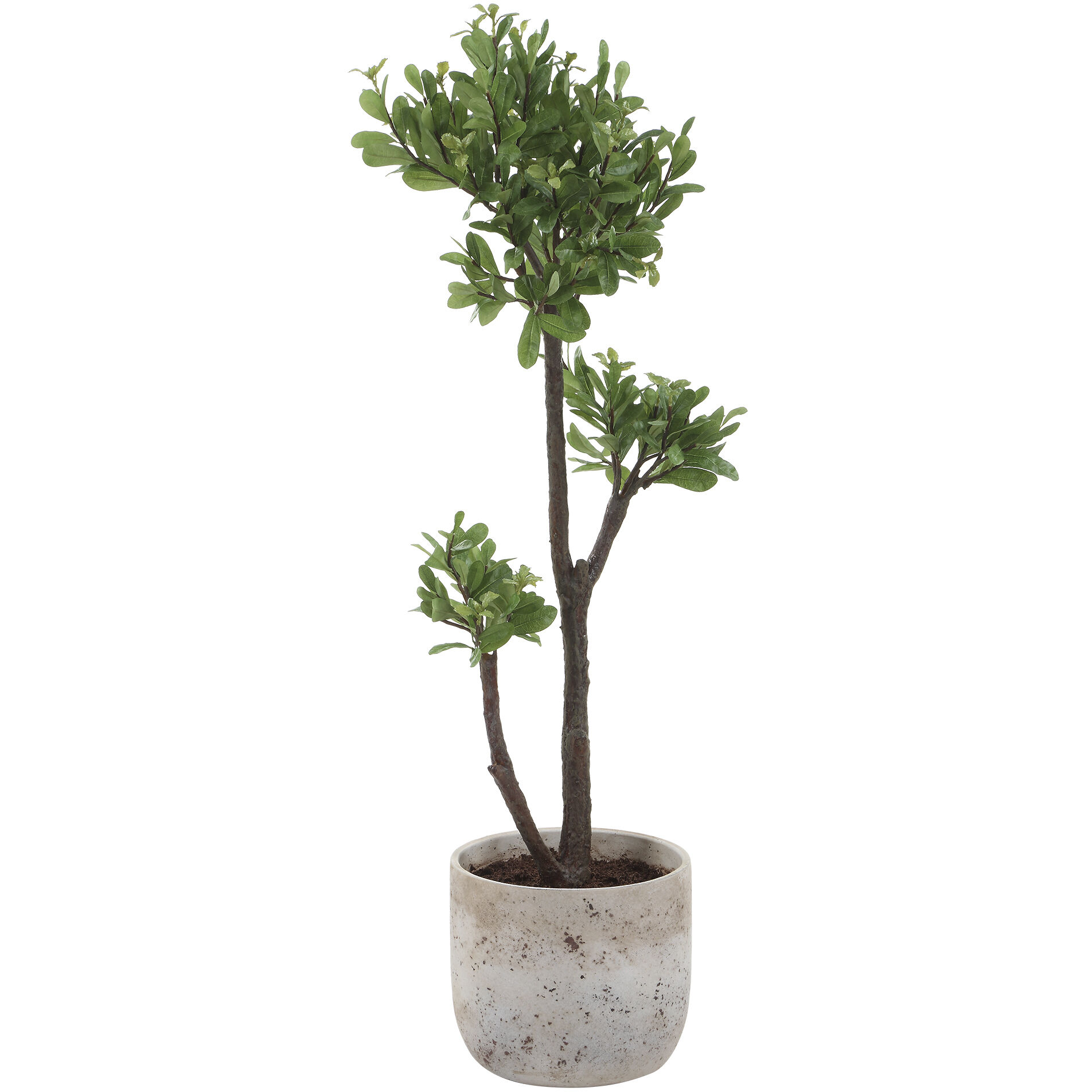 Arbor Strawberry Aged Ivory and Green Tree